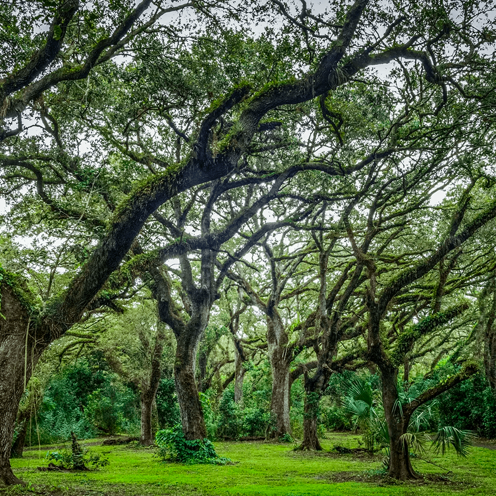 Nature Connection